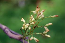 Image result for Dalbergia sissoo