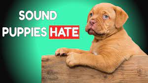 Sounds puppies love all time, sound puppy like to hear. Sound Puppies Love To Hear Hq Youtube