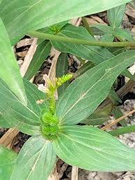 Image result for Usteria guineensis