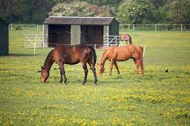 Lighthoof Designing A Horse Friendly Farm Part 4 The Social Lives Of Horses Horse Nation