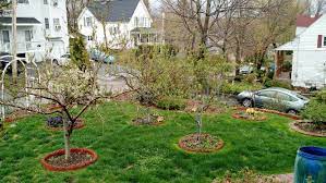 Hardired nectarine (30) starting at $58.99 bubblegum plum® (40) $54.99 easy to grow! Bacterial Spot Resistant Peach For Zone 5 General Fruit Growing Growing Fruit
