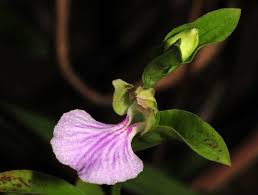 Image result for Brachycorythis