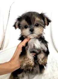 Please browse through our complete site as any question you may have will most likely be answered. Iheartteacups We Have Beautiful And Tiny Teacup And Micro Mini Sized Tea Puppies For Sale In California We Specializ Morkie Puppies Puppies Teacup Puppies