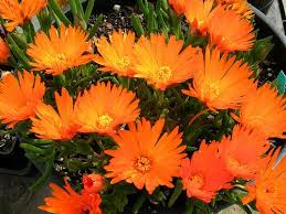 Image result for Lampranthus spp.