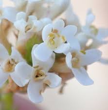 Image result for Selago coerulea