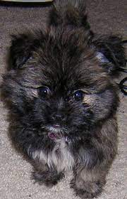 Shih Tzu Pomeranian Mix Puppies For Sale Zoe Fans Blog Pomeranian Mix Puppies Pomeranian Mix Puppies For Sale