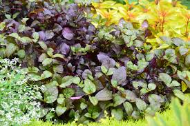 They do like the heat, so the best time to plant them is when the nights and soil are consistently warm. Ten Best Annuals For Shade