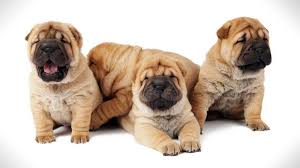 There are a lot of great things about the sharp. Shar Pei Price Temperament Life Span