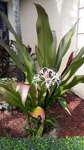 Purple and green plant florida. Queen Emma Lily Florida Nursery Mart