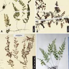Image result for Huperzia afromontana