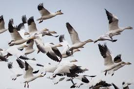 نتیجه جستجوی لغت [flock] در گوگل