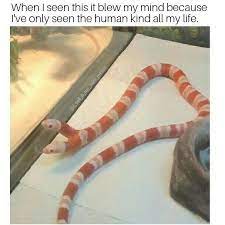 Pin On I Call It My Mini Meme