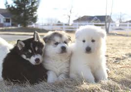 Giant alaskan malamute puppies for sale in bc. Alaskan Malamute Litter Size Pets Lovers