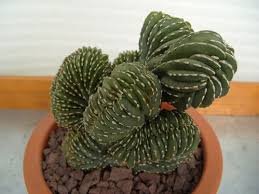 Image result for Lophocereus marginatus