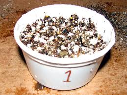 They can be purchased only from sandy at the oasis for 150g. Raising Cactus From Seed On Line Guide To The Positive Identification Of Members Of The Cactus Family