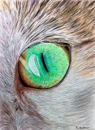 Use the hb pencil to draw the basic shape of the tail. Pencil Cat Eye Drawing Novocom Top