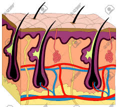 Body Diagram Skin Get Rid Of Wiring Diagram Problem