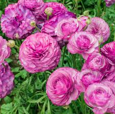 Image result for Ranunculus rionii