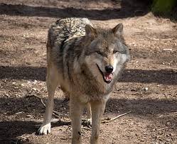 Bietet peach tree inn kostenloses wlan im zimmer? Wolfcenter Dorverden Bei Verden An Der Aller