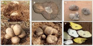 Image result for Dioscorea dumetorum