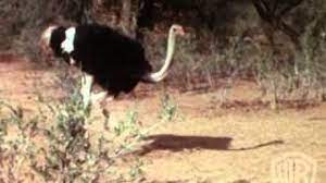 We did not find results for: Animals Are Beautiful People 1974 Movie Trailer Youtube