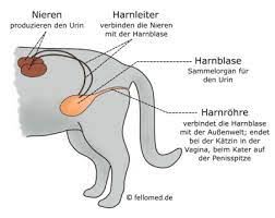 Bei den meisten dieser steine handelt es sich um harn kristalle, die in der niere entstanden sind. Blut Im Urin Bei Katzen Hamaturie Ursachen Diagnose Fellomed De