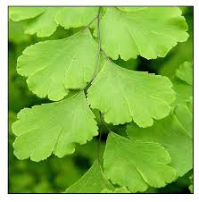 Image result for Adiantaceae