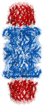 Sōma = körper], prosom, multikatalytische protease, abk. Proteasome Wikipedia