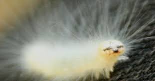 Black And Yellow Hairy Caterpillar Uk The Oko Box Ice Yellow White Fuzzy Hairy Caterpillar Weird Insects Flannel Moth Flannel Moth Caterpillar