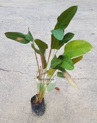 Image result for Marantochloa congensis