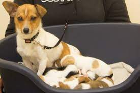 Bella Is A One Year Old Jack Russell Terrier Pete The Vet