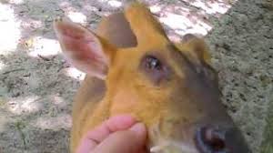 The name muntjac originates from the sudanese mencek, which means muntjac deer is also widely known as the barking deer, due its unique cry that resembles the bark of a dog. Reeves Muntjacs As Pets Zoochat