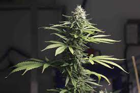 However, as easy as it is to get started, most growers care about one thing: How Long Does It Take To Grow Weed Indoors
