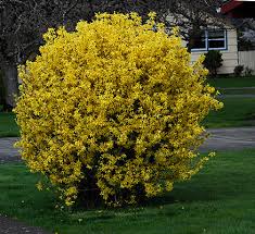 Image result for Faurea intermedia