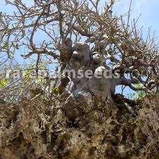 Image result for Sterculia africana