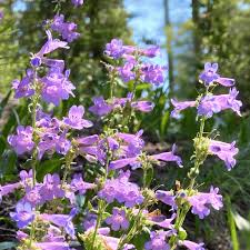 Image result for Penstemon