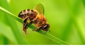Pure Honey Pakistan Brands, Is one acre too small for a bee hive?