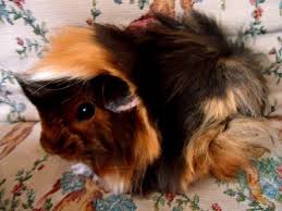 Pin On Guinea Pig