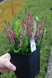 Image result for Calluna vulgaris