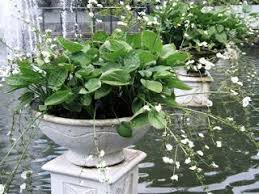Http Tukangtamankaryaalam Blogspot Com 2016 04 4 Jenis Tanaman Air Dalam Pot Html Tanaman Pot Bunga Pot Tanam