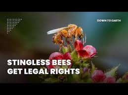 Stingless bees: World’s first insects with legal rights