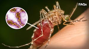 If you're infected, a blood test may show a rising level of antibodies to the west nile virus. Williamson Co Spots Earliest Set Of Mosquitoes With West Nile Virus