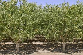 A unique collection of tree photos from the start of blue bells under the beech trees, different oak trees images. Helpful Pistachio Pruning Tips How And When To Prune Pistachio Trees