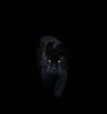 Please contact us if you want to publish a black jaguar wallpaper on our site. Black Jaguar Wallpaper For Mobile