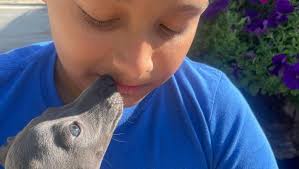 Fundraiser by Laura Gopaul : Help little Gio walk again!