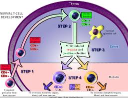 Hematologyoutlines Atlas