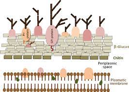 Check spelling or type a new query. Schematic Organization Of The Yeast Cell Wall The Two Layers That Download Scientific Diagram