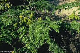 Image result for Dalbergia bracteolata