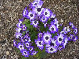 Image result for Cineraria