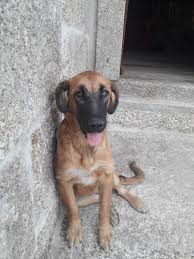 Himmeli geometric star decor,gold,silver,ornaments,hanging,home decor,modern,fancy,wedding decoration himmeli sculpture by ana paula martins. Ana Paula Martins Rafitata Twitter